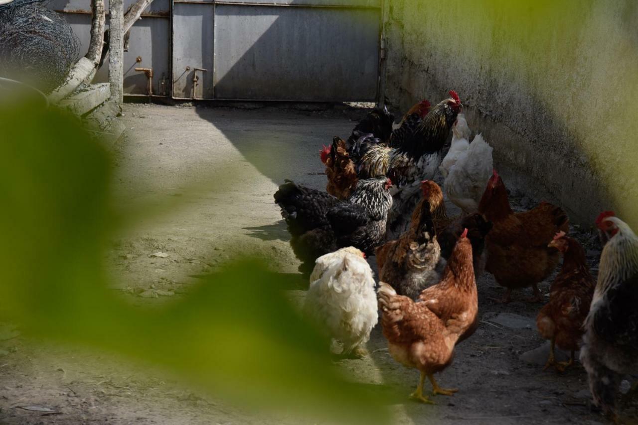 Villa Garden Shkodra エクステリア 写真